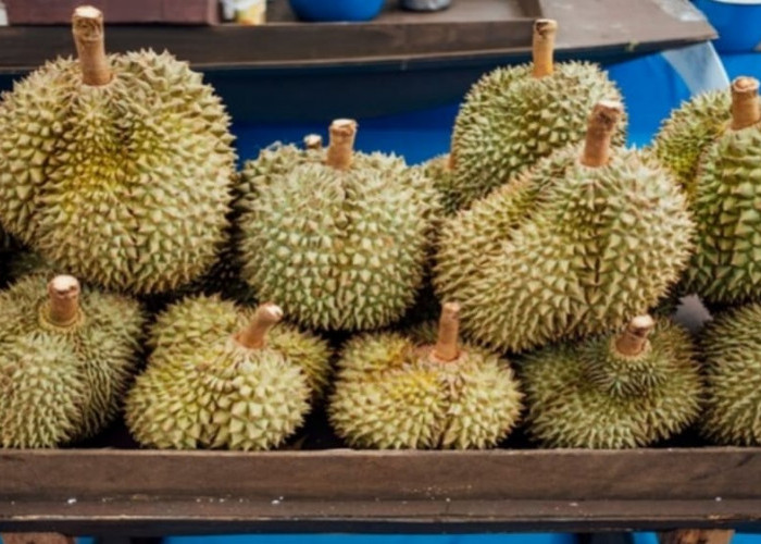 Disukai karena Rasanya, Ini 6 Jenis Durian yang Paling Diburu di Indonesia