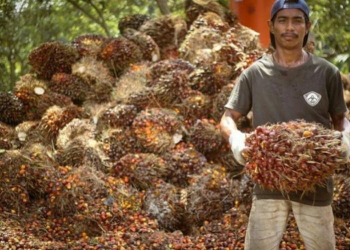 Harga TBS Kelapa Sawit di Bengkulu Utara Masih Kuat Rp 3.000, Diperkirakan Akan Terus Meningkat