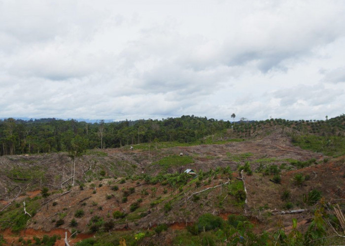 60 Persen Hutan Mukomuko Diduga Beralih Jadi Kebun Sawit, Siap Dibawa Kasus ke DPR RI