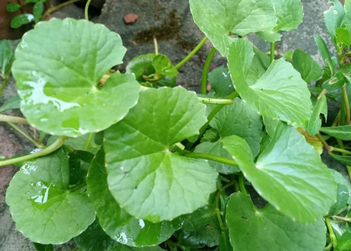 Mengenal Rumput Antanan dan Manfaat Baiknya untuk Kesehatan Tubuh 