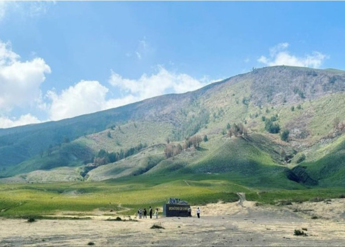 Bromo Kembali Menghijau, Kembali Dibuka untuk Wisatawan, Pembibitan Bunga Edelweis Dimulai 