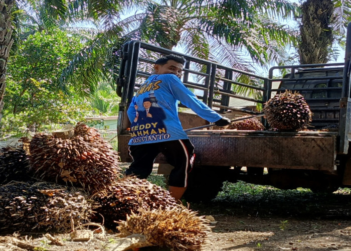 Harga Karet Kering Capai 12 Ribu/kg, Harga TBS Kelapa Sawit di Bengkulu Turun Rp 2.500/Kg