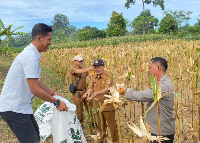 Dukung Ketahanan Pangan, Bhabinkamtibmas Polsek Lubuk Pinang Kawal Panen Raya Jagung Warga