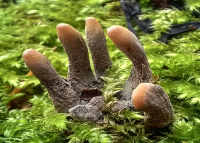 Xylaria Polymorpha, Jamur Unik Mirip jari-jari Manusia yang Punya Peran Ekologis