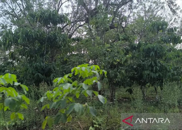 350 Hektare Kopi Kepahiang Diremajakan, Pemkab Bidik Produksi 1 Ton per Hektare