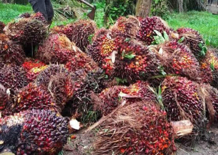 Update Harga TBS Kelapa Sawit di Mukomuko, Tertinggi Capai Rp2.960 per Kilogram