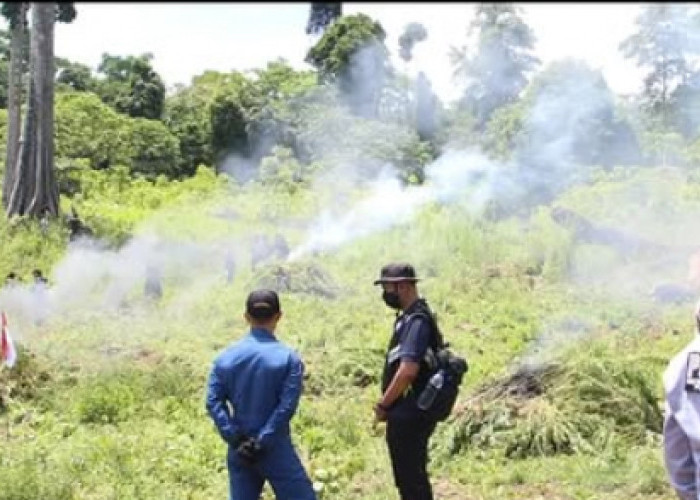 Terungkap! Ladang Ganja 25 Hektare di Aceh, 960 Ribu Batang Dimusnahkan