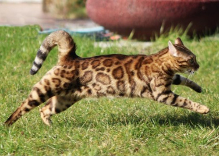 Sangat Setia, Kucing Bengal Hasil kawin Silang Ras Short Hair dan Asian Leopard Cat