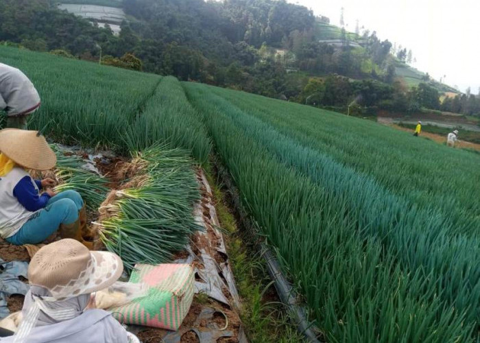 Tak Punya Banyak Modal, Petani Harus Mencoba Tanaman Sayuran Cepat Panen 