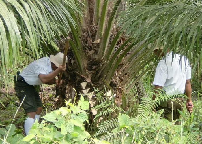 Jangan Dianggap Sepele, Ini 6 Tujuan Pruning pada Tanaman Kelapa Sawit dan Manfaat Utamanya