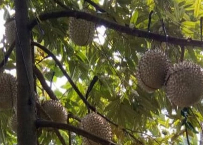 6 Jenis Durian yang Masyarakat Indonesia Paling Suka, Adakah  Salah Satunya Kesukaan Anda