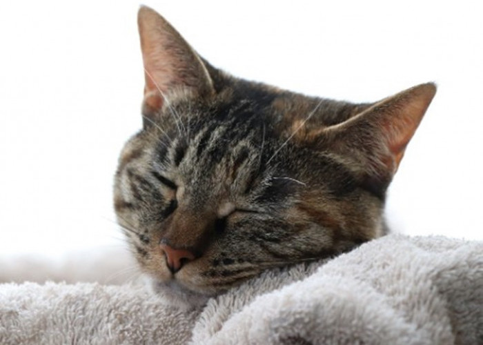 Nafsu Makan Berkurang dan Murung, Jangan Mandikan Kucing Saat Sedang Sakit