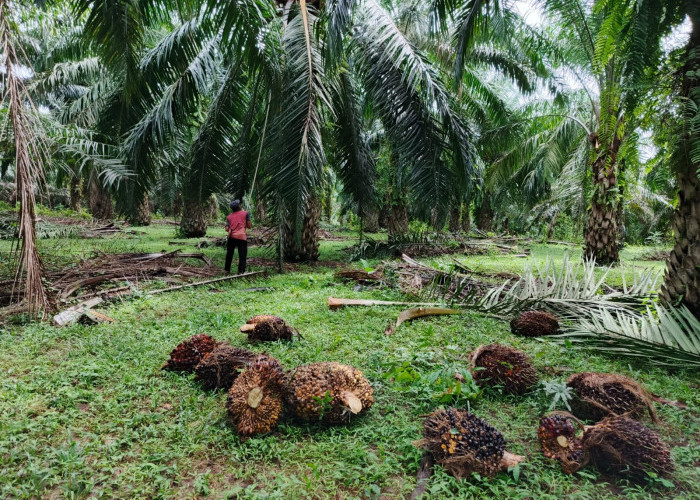 Harga Sawit Anjlok Bikin Pemilik Ram Rugi, Petani Masih Bertahan