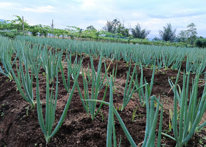 Mudah Perawatan, Begini Tips Budidaya Daun Bawang 