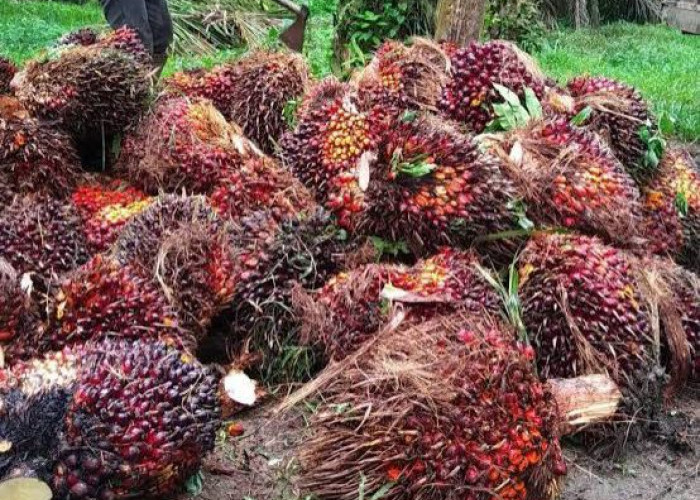 Update Harga TBS Sawit Mukomuko Minggu 7 Juni 2026, Kembali Stagnan Diangka Rp2.850 Perkilogram