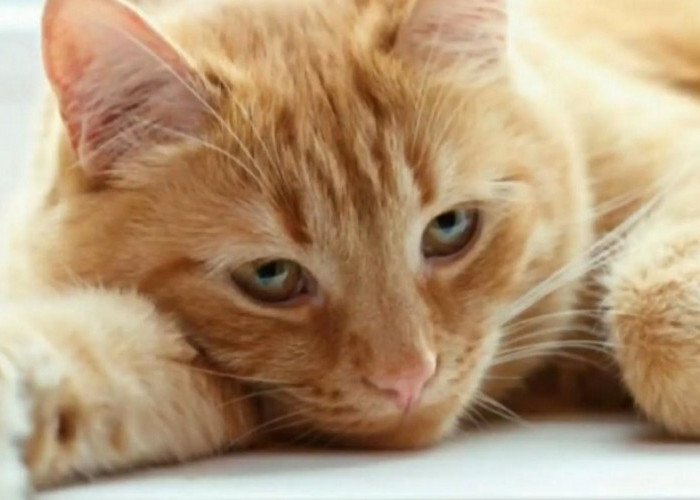 10 Ciri-ciri Kucing Sakit, Kenali Perubahan Fisik dan Perilakunya 
