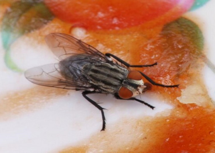Mengusir Lalat dengan 6 Cara Aman dan Efektif yang Dapat Anda Terapkan