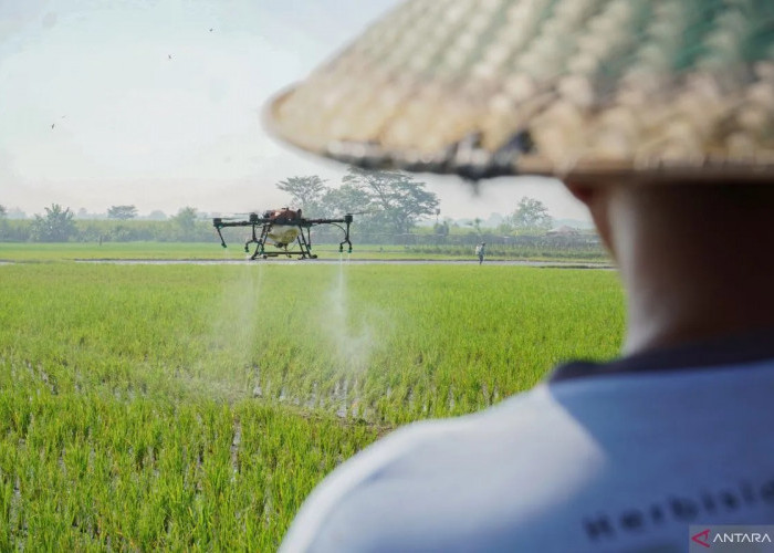 Cita-cita Swasembada Pangan dan Konsekuensi yang Terbentuk