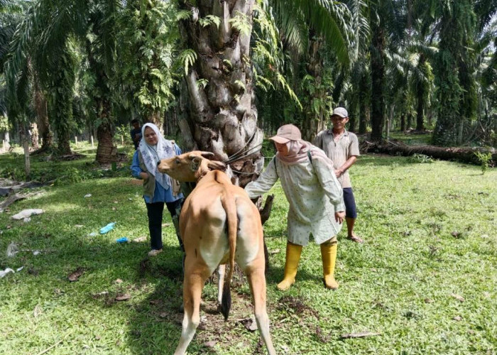 Ancam 5.661 Ekor Ternak Sapi dan Kerbau, Vaksinasi Jadi Harapan Utama Kendalikan Penyakit Ngorok