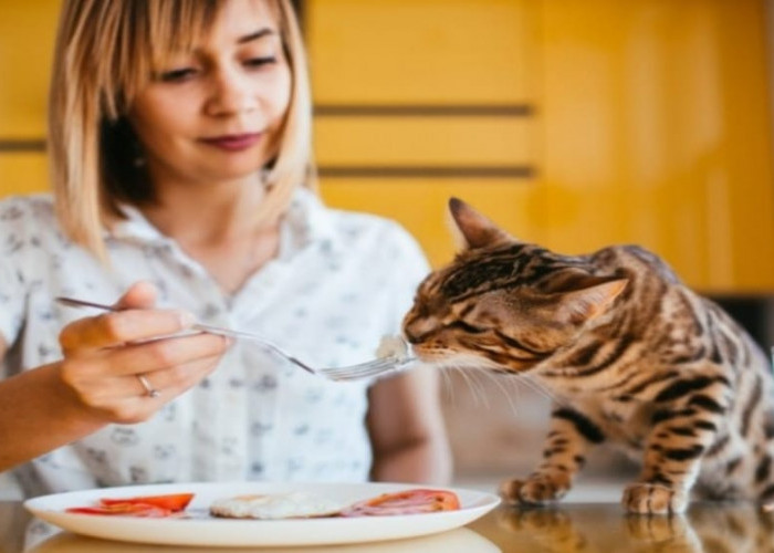 Awas! Ini Jenis Makanan Manusia yang Tidak Boleh Diberikan ke Kucing Peliharaan
