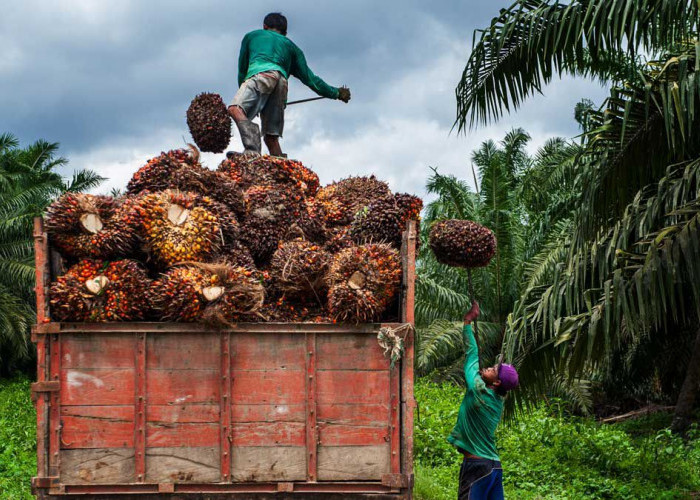 Harga Sawit Mukomuko Tak Bergerak, Petani Menanti Kenaikan Saat TBS Bertahan di Rp2.960 per Kg