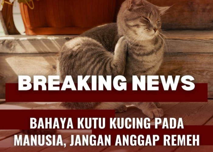 Bahaya Kutu Kucing pada Manusia, Jangan Anggap Remeh!