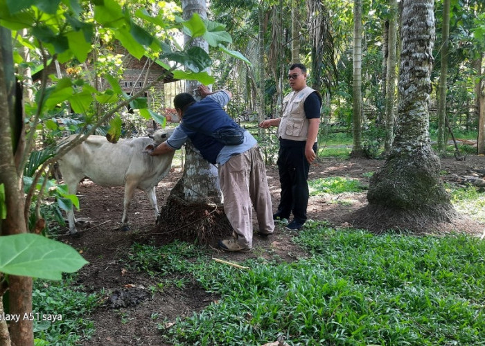 Vaksinasi Tekan Penyebaran Penyakit Ngorok pada Ternak di Kaur, 1.000 Dosis Disuntikkan