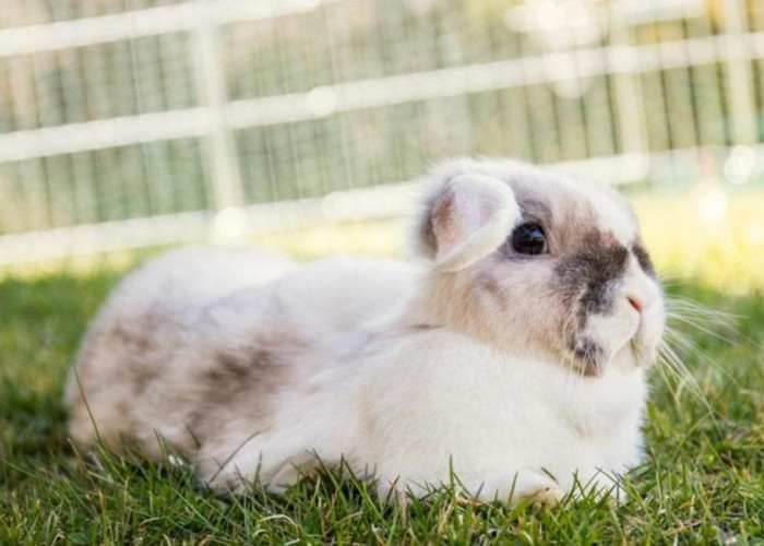 Mengenal 5 Jenis Kelinci yang Menggemaskan dan Cocok untuk Jadi Peliharaan
