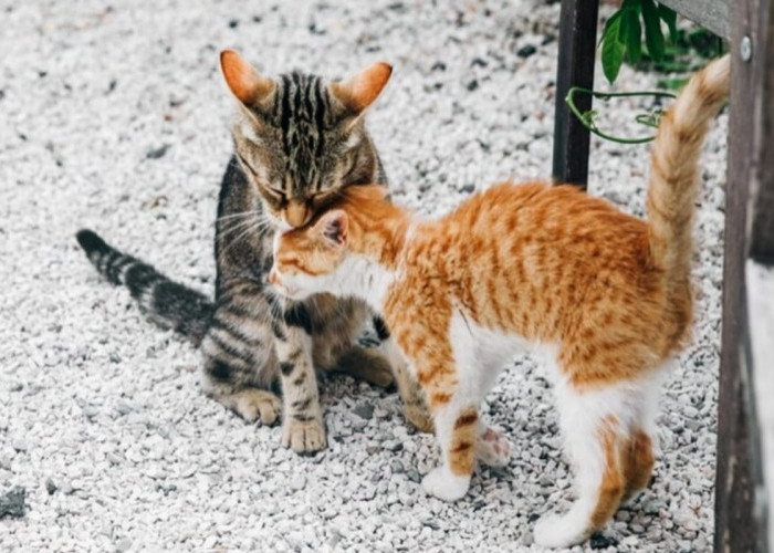 Ini Dia 8 Jenis Kucing Kampung Langka, Unik dan Bernilai Tinggi
