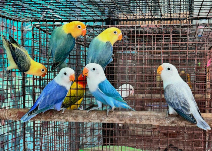 10 Tips Sukses Beternak Lovebird untuk Pemula