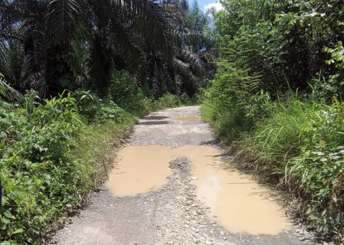 Jalan Rusak 5 Kilometer di Desa Cinto Mandi, Warga Harapkan Perhatian