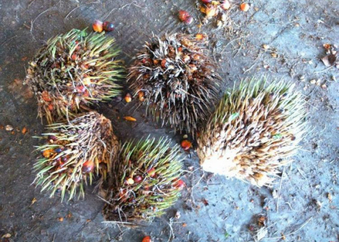 Cara Menangani Buah Sawit Landak agar Hasil Produksi Maksimal