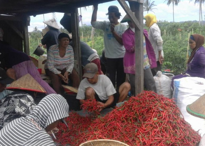 Pasokan Mulai Terbatas, Harga Cabai Merangkak Naik Jelang Ramadan