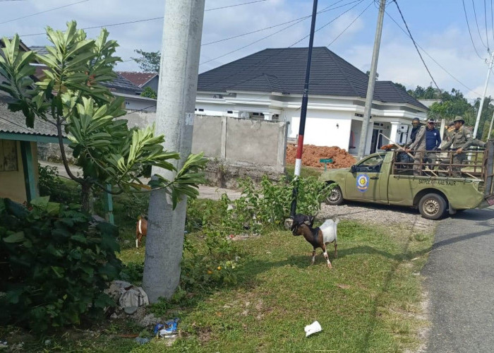 Perda Baru Ternak Liar Segera Disahkan, Satpol PP Kaur Siapkan Razia Harian di 2026