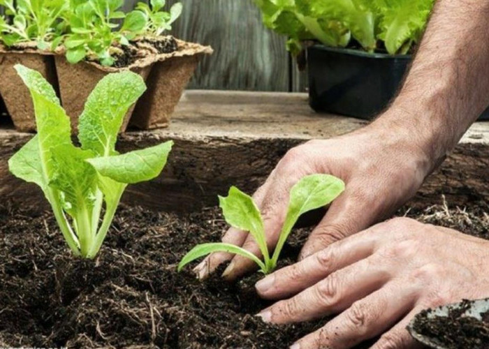 7 Cara Memanfaatkan Lahan Pekarangan Rumah untuk Menanam Sayuran