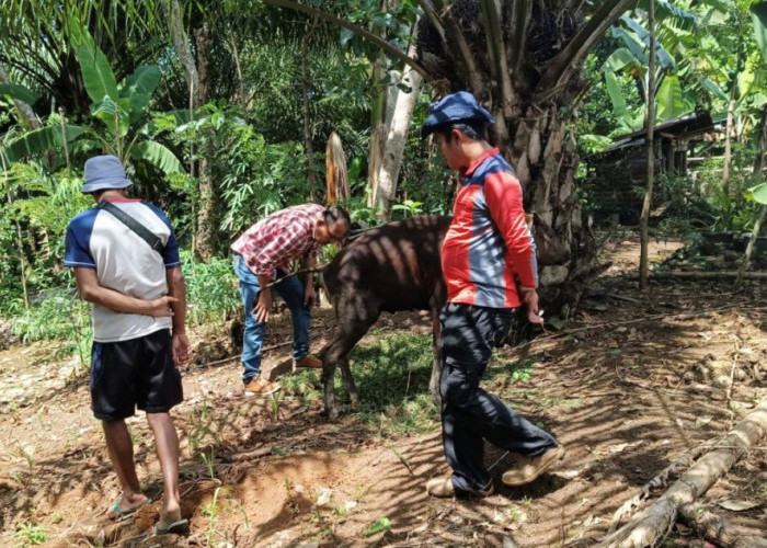 178 Sapi di Seluma Sembuh dari PMK, 13 Ekor dalam Proses Pemulihan