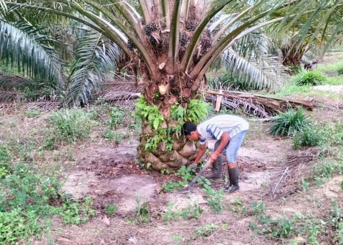 Cegah Penyebaran Penyakit, Berikut 7 Manfaat Membersihkan Area Sekitar Batang Kelapa Sawit