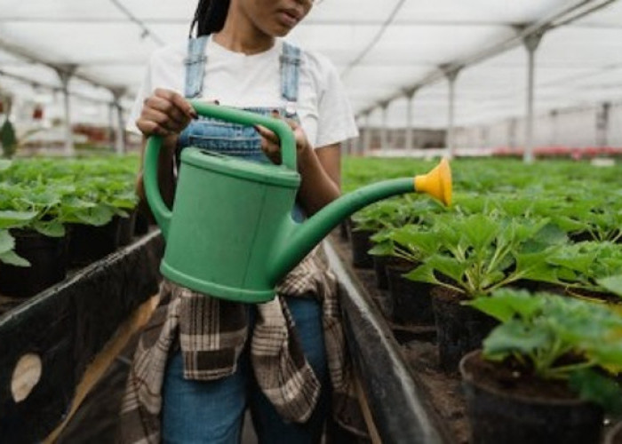 Tips Merawat Tanaman Tetap Subur di Musim Kemarau