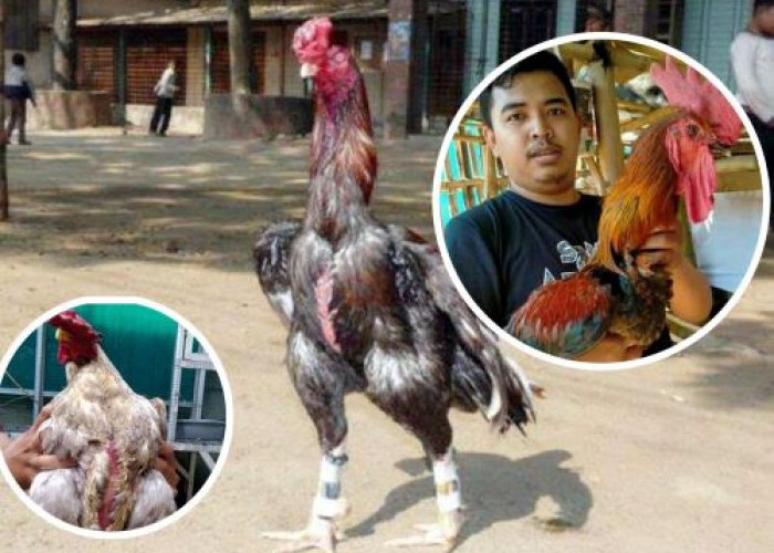 4 Hewan Raksasa Jenis Ayam yang Terbesar di Dunia, 1 Diantaranya dari Indonesia