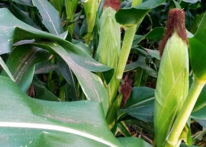 Tingkatkan Produksi Jagung Manis Menjelang Tahun Baru, Begini Cara Efektif Berkebun Jagung Manis