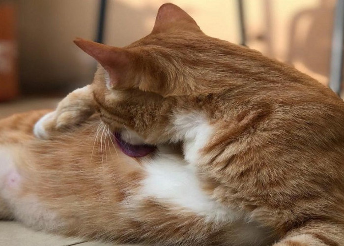 10 Tips Merawat Kucing Kampung Agar Sehat dan Gemuk Seperti Kucing Anggora