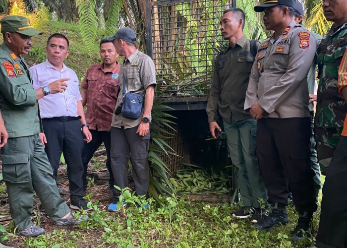  Tragedi di Kebun Sawit Mukomuko, Warga Tewas Diterkam Harimau, Tiga Sekolah Terpaksa Diliburkan