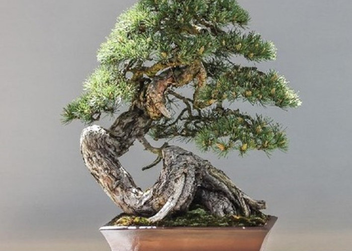 Bonsai, Peluang Usaha yang Menguntungkan dan Tak Pernah Berakhir, Perlu Kesabaran Ekstra