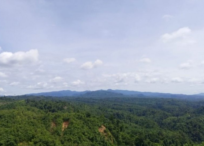Tambang Emas Ancam Bukit Sanggul, Warga Seluma Angkat Suara