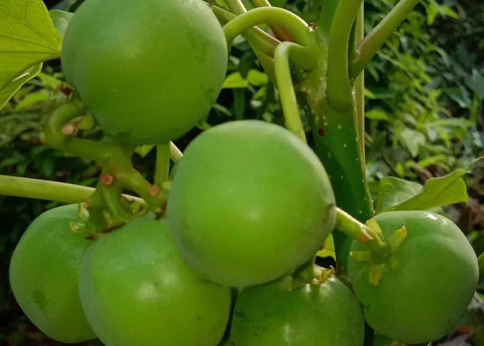 Terbongkar! Rahasia Buah Jarak Sebagai Kontrasepsi Alami yang Jarang Diketahui