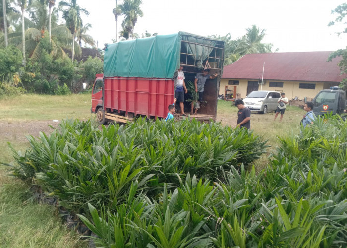 Dua Tersangka Baru Kasus Bibit Sawit Ilegal Masuk DPO