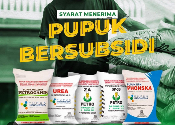 1.000 Petani Bengkulu Utara Terancam Dicoret dari Daftar RDKK, Pupuk Subsidi Tak Ditebus