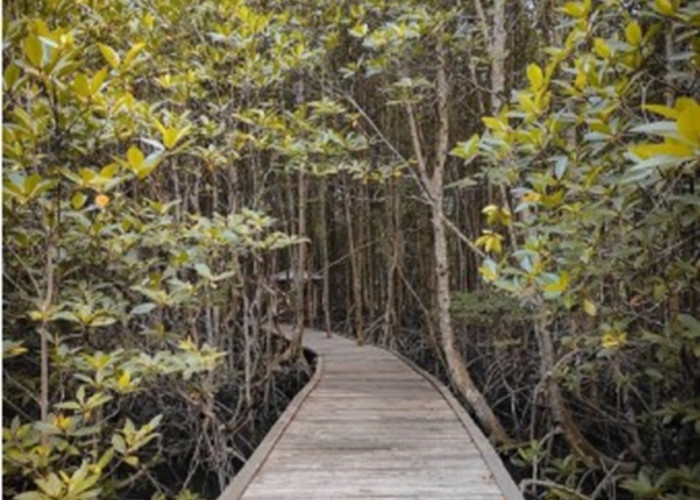 Hutan Mangrove Pulau Enggano Terus Berkurang, Penahan Abrasi, Tempat Berpijahnya Aneka Biota Laut