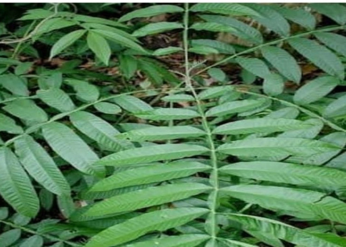 Rilekskan Otot Pasca Melahirkan dengan Rendaman Daun Sungkai, Ini 8 Manfaat Lainnya untuk Kesehatan Tubuh