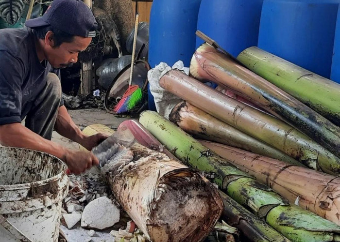 6 Kegunaan Batang Pisang untuk Kolam Ikan Lele, Salah Satunya Bisa Menekan Pertumbuhan Alga